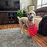dog, living_room, red_bag, curly_fur, wooden_floor, television, brown_couch, plant, rug, lamp, window, throw_blanket, pet_accessory, domestic, indoor, furniture, decor, canine, household, cozy