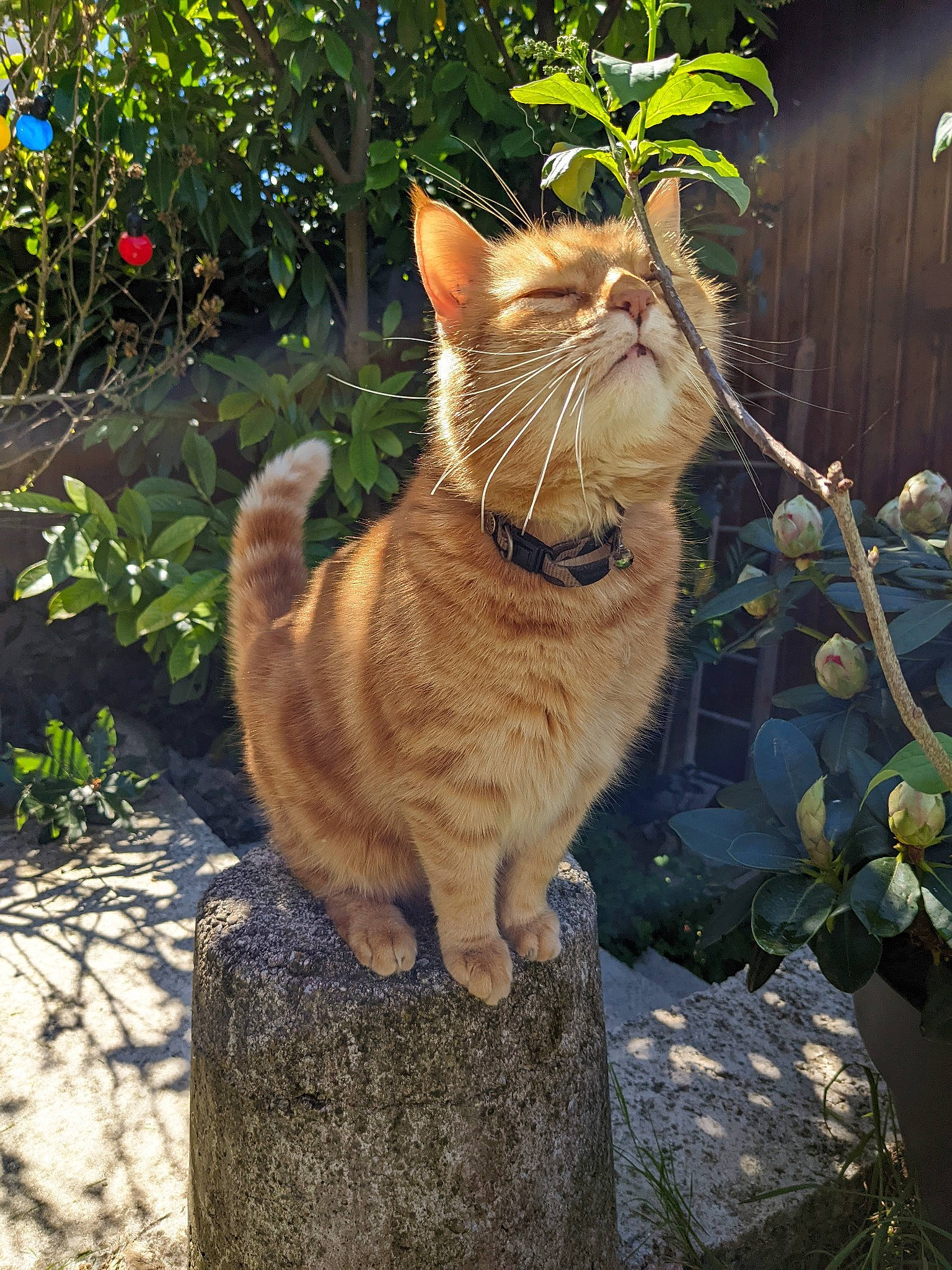 Jaguar participe au concours pour gagner de l'argent avec cette photo : carnivore, cat, domestic_short_haired_cat, fawn, felidae, flowerpot, fur, garden, grass, plant, road_surface, shadow, small_to_medium_sized_cats, tail, terrestrial_animal, tree, trunk, whiskers, wood