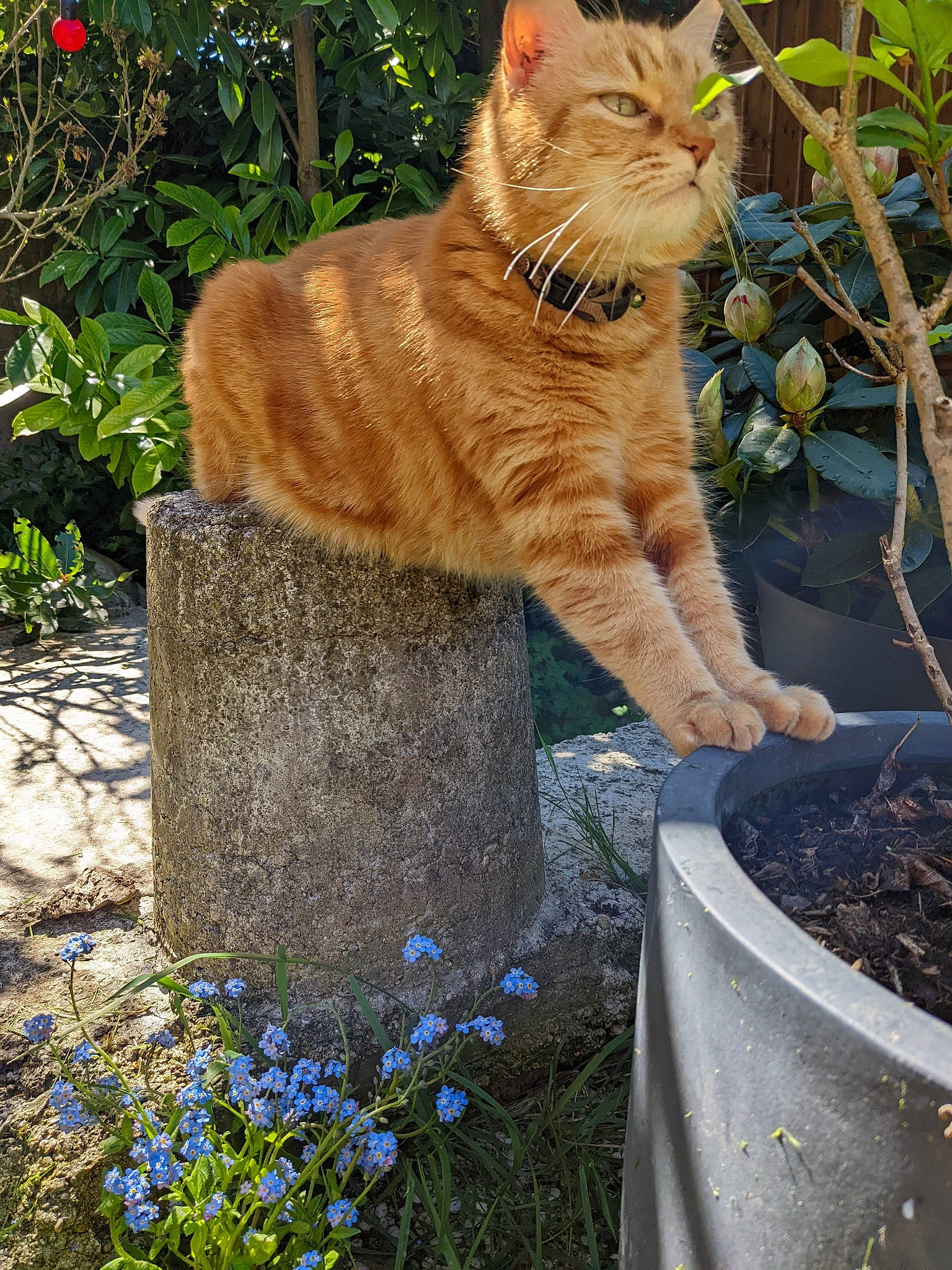 Jaguar a rejoint le concours — aidez-le/la à gagner de superbes lots ! blue, botany, cat, domestic_short_haired_cat, eye, felidae, flower, flowerpot, grass, grass_family, groundcover, houseplant, plant, shrub, small_to_medium_sized_cats, spring, tail, terrestrial_animal, trunk, whiskers