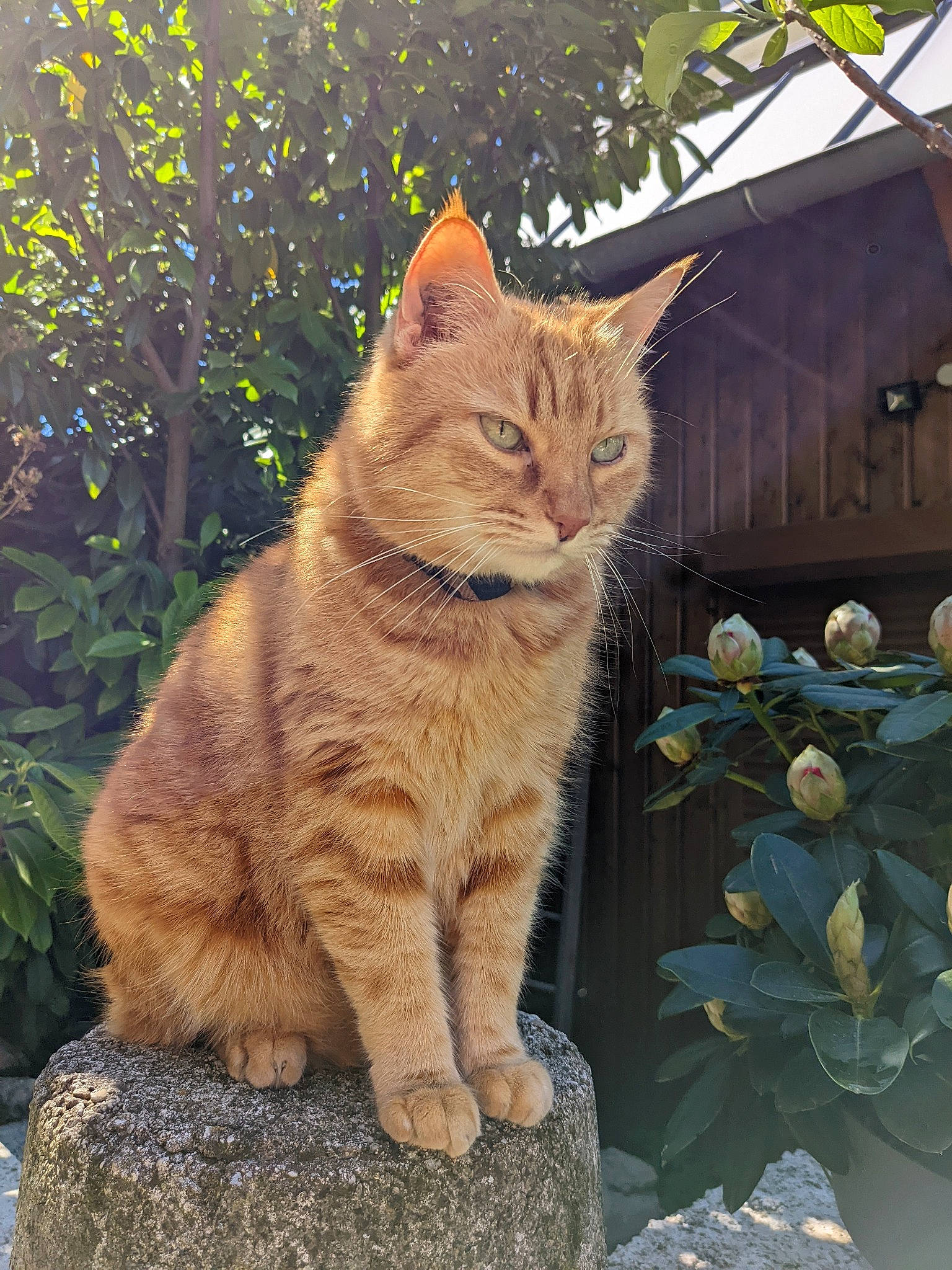 Jaguar a rejoint le concours — aidez-le/la à gagner de superbes lots ! art, carnivore, cat, domestic_short_haired_cat, fawn, felidae, fur, grass, leaf, plant, road_surface, small_to_medium_sized_cats, snout, tail, terrestrial_animal, tree, trunk, whiskers, wildlife, wood