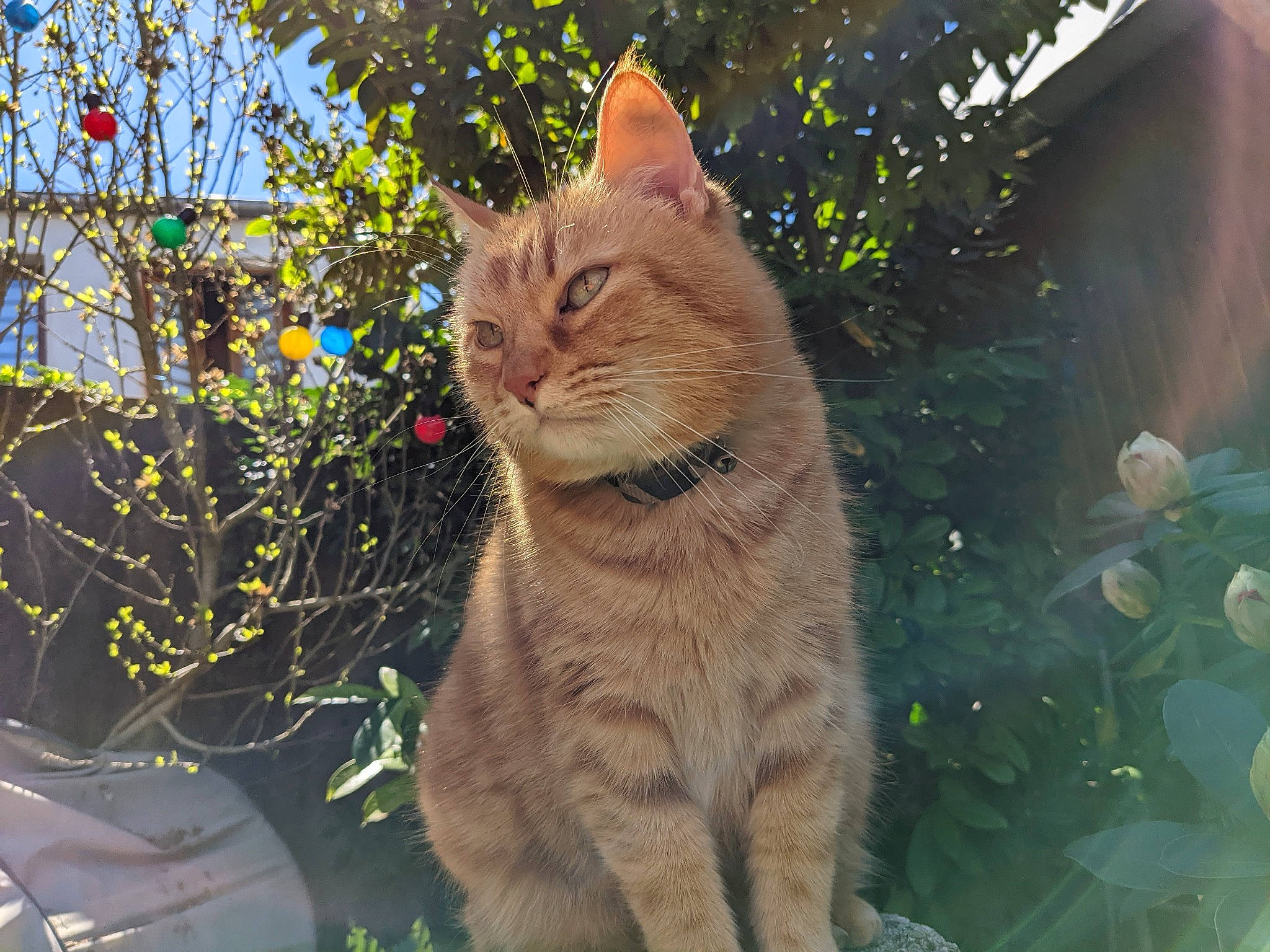 Jaguar a rejoint le concours — aidez-le/la à gagner de superbes lots ! carnivore, cat, eye, fawn, felidae, fur, grass, organism, plant, sky, small_to_medium_sized_cats, snout, sunlight, tail, tree, trunk, twig, whiskers, window, wood