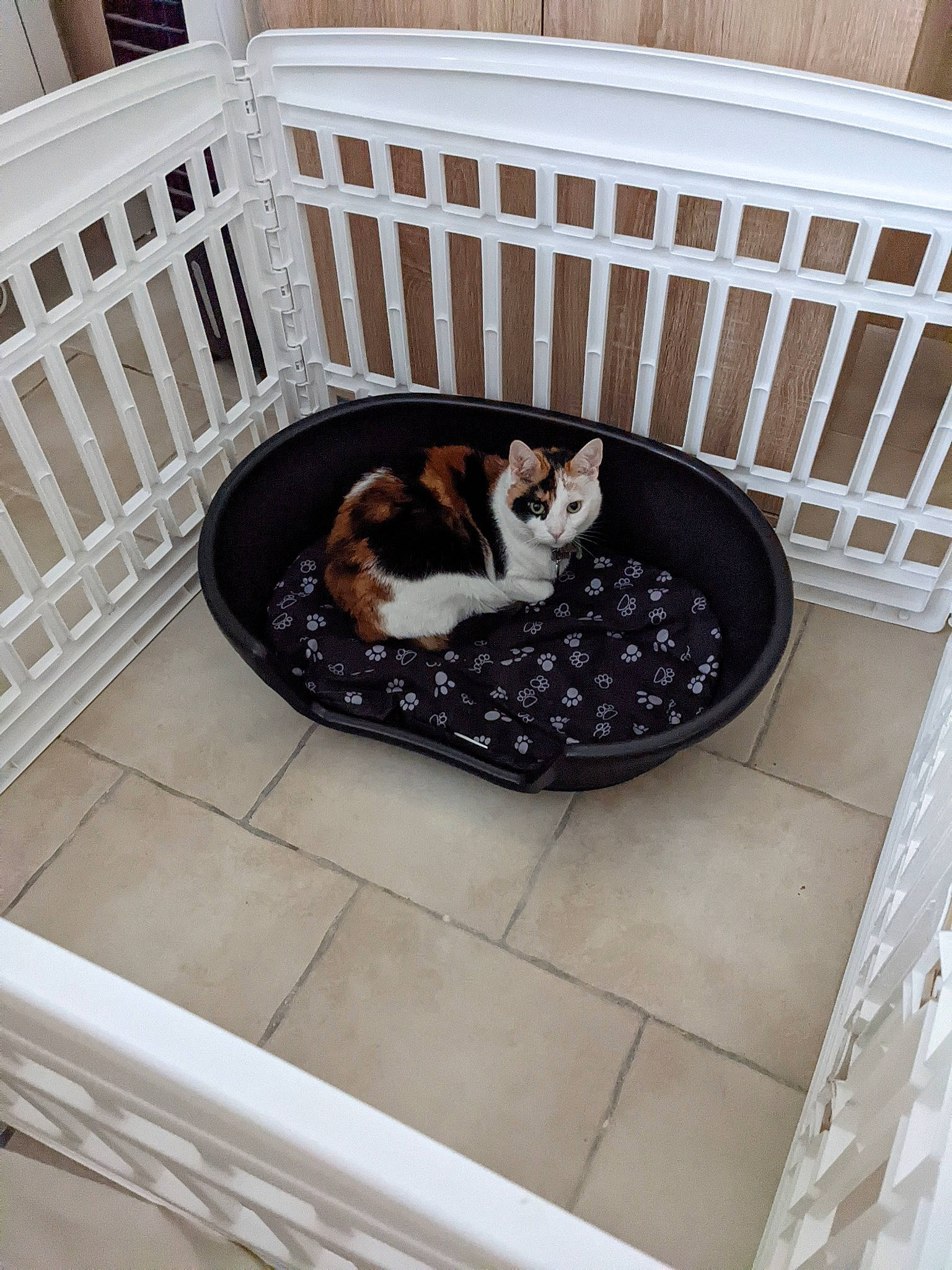 Marnie participe au concours pour gagner de l'argent avec cette photo : carnivore, cat, comfort, companion_dog, dog_breed, felidae, fence, floor, flooring, fur, hardwood, interior_design, pet_supply, rectangle, room, small_to_medium_sized_cats, sporting_group, whiskers, white, wood