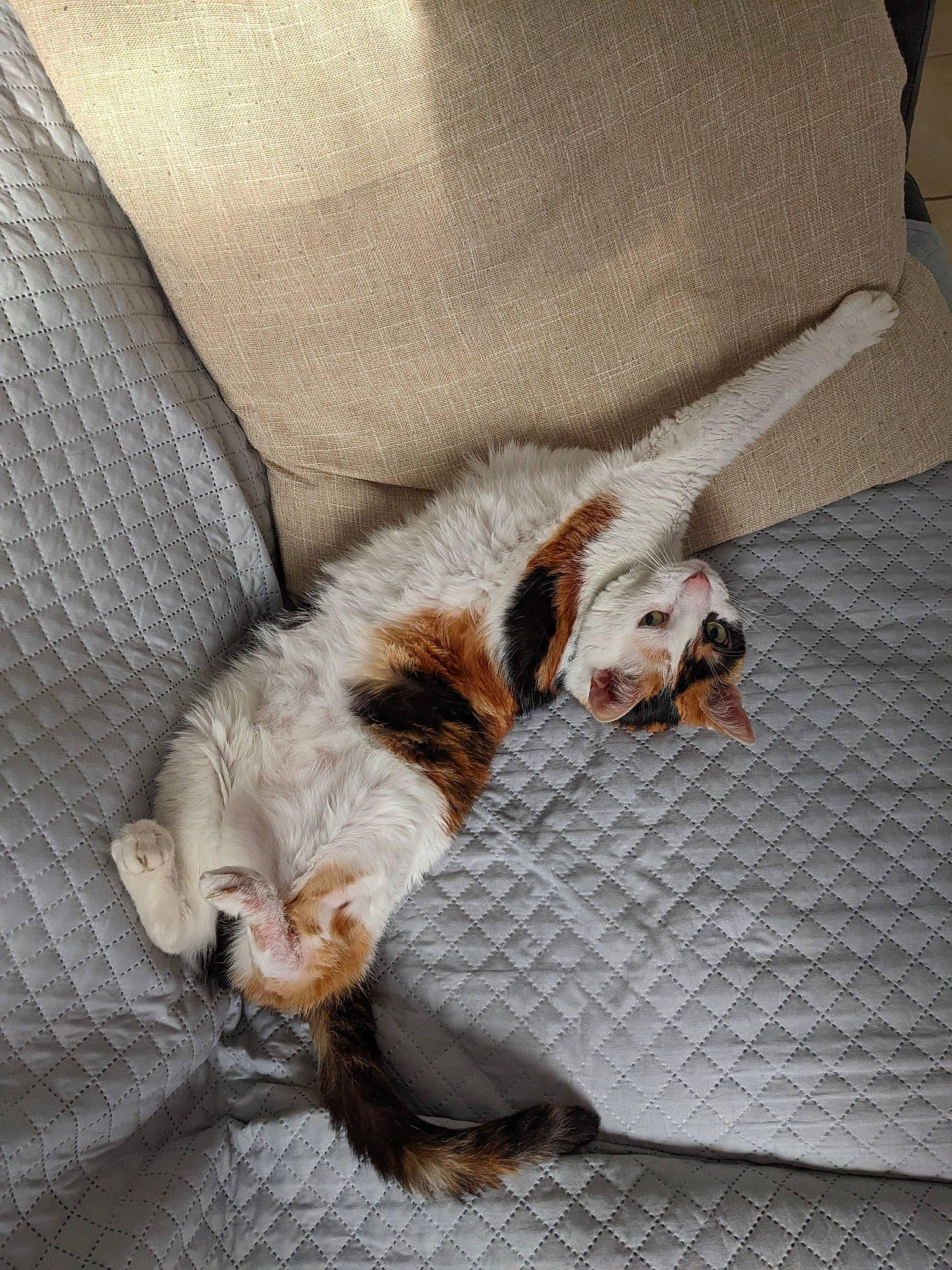 Marnie a rejoint le concours — aidez-le/la à gagner de superbes lots ! carnivore, cat, claw, comfort, companion_dog, domestic_short_haired_cat, fawn, felidae, flooring, fur, grey, linens, nap, paw, small_to_medium_sized_cats, sporting_group, tail, textile, whiskers, wood