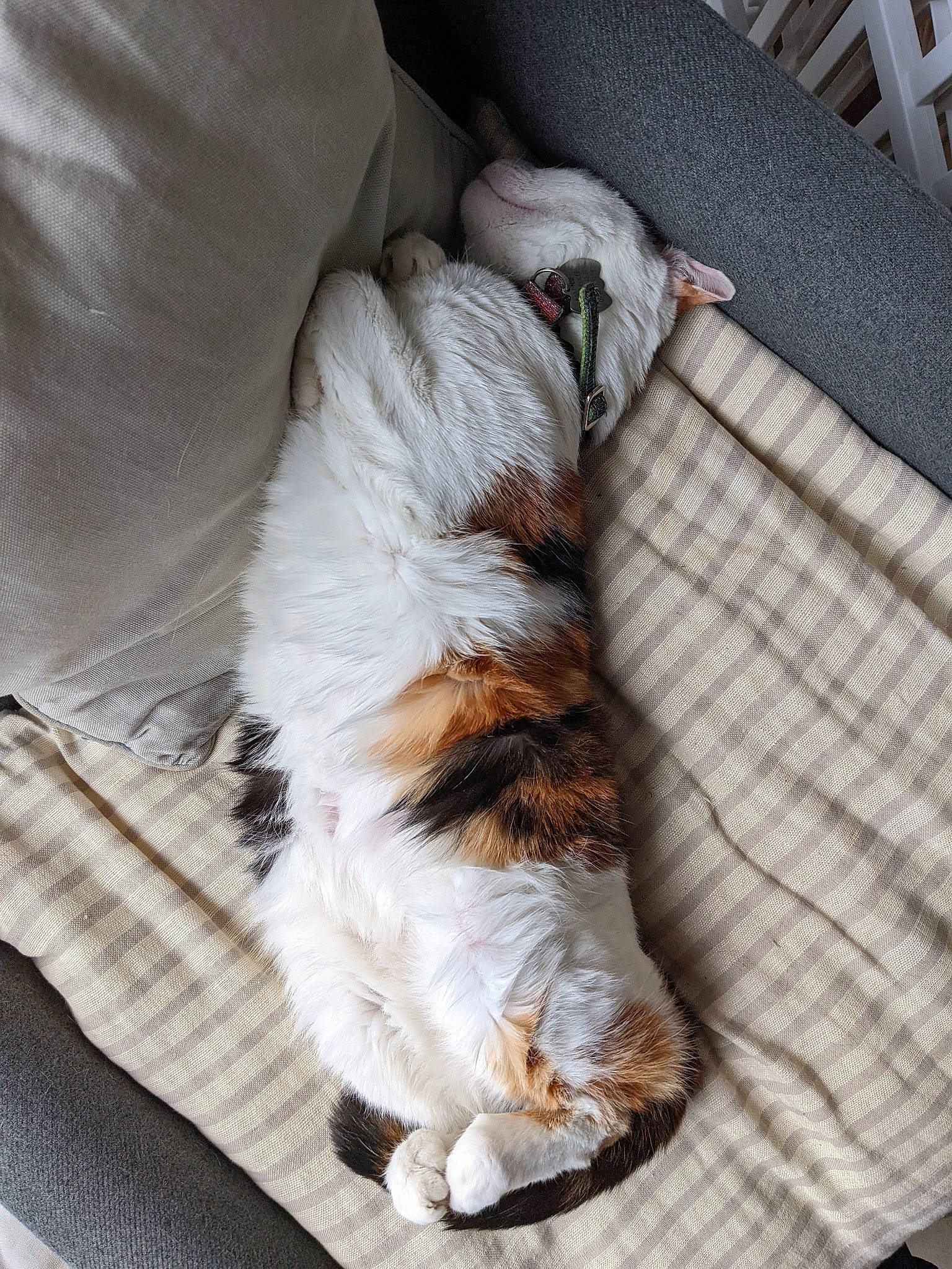 Marnie participe au concours pour gagner de l'argent avec cette photo : brown, carnivore, cat, claw, comfort, companion_dog, dog_breed, felidae, foot, fur, human_leg, linens, nap, paw, small_to_medium_sized_cats, sporting_group, tail, textile, whiskers, wood