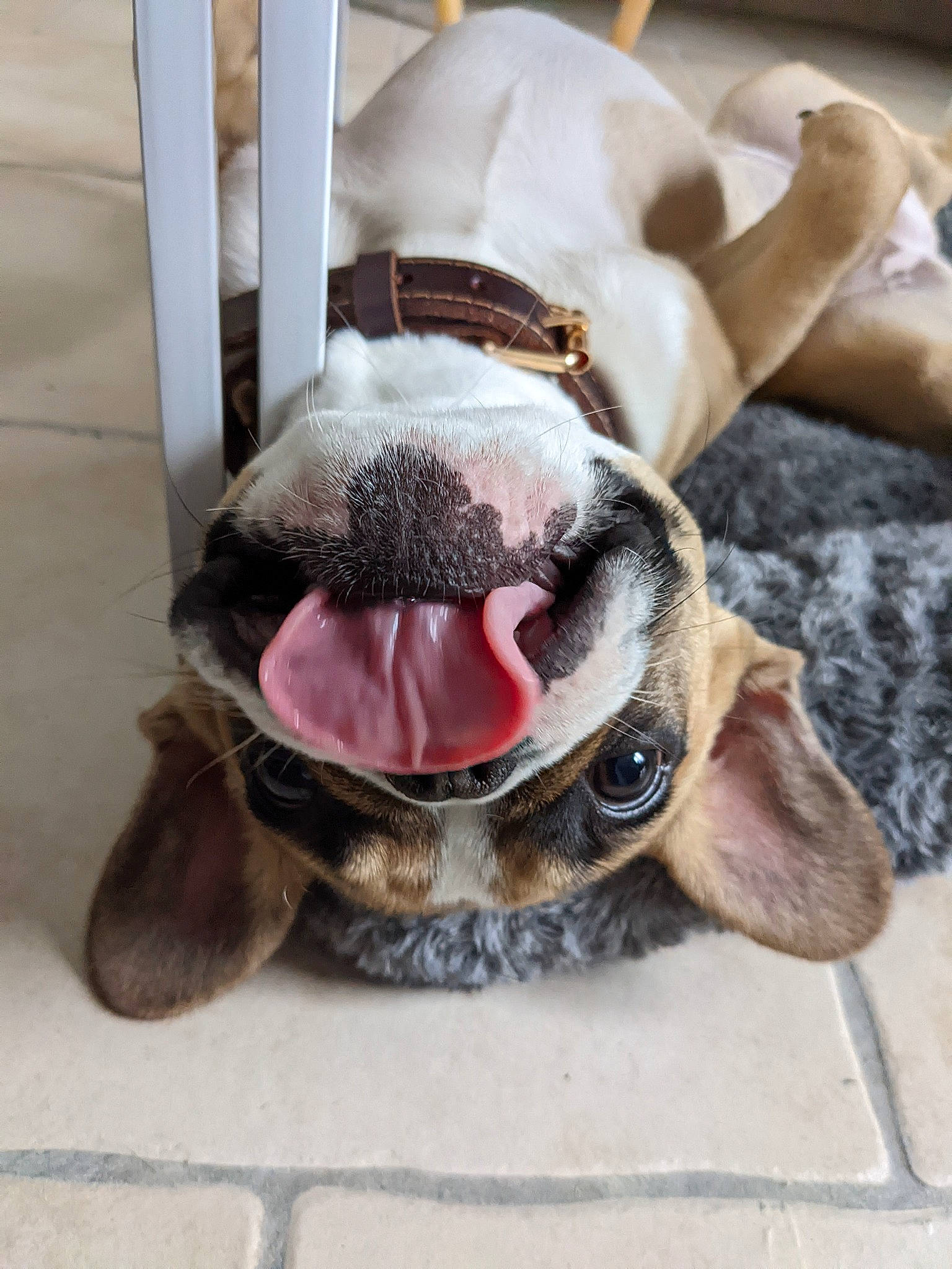 Sierra participe au concours pour gagner de l'argent avec cette photo : canidae, carnivore, collar, comfort, companion_dog, couch, dog, dog_breed, dog_collar, dog_supply, ear, fawn, fur, jaw, liver, pet_supply, snout, sporting_group, whiskers, working_animal