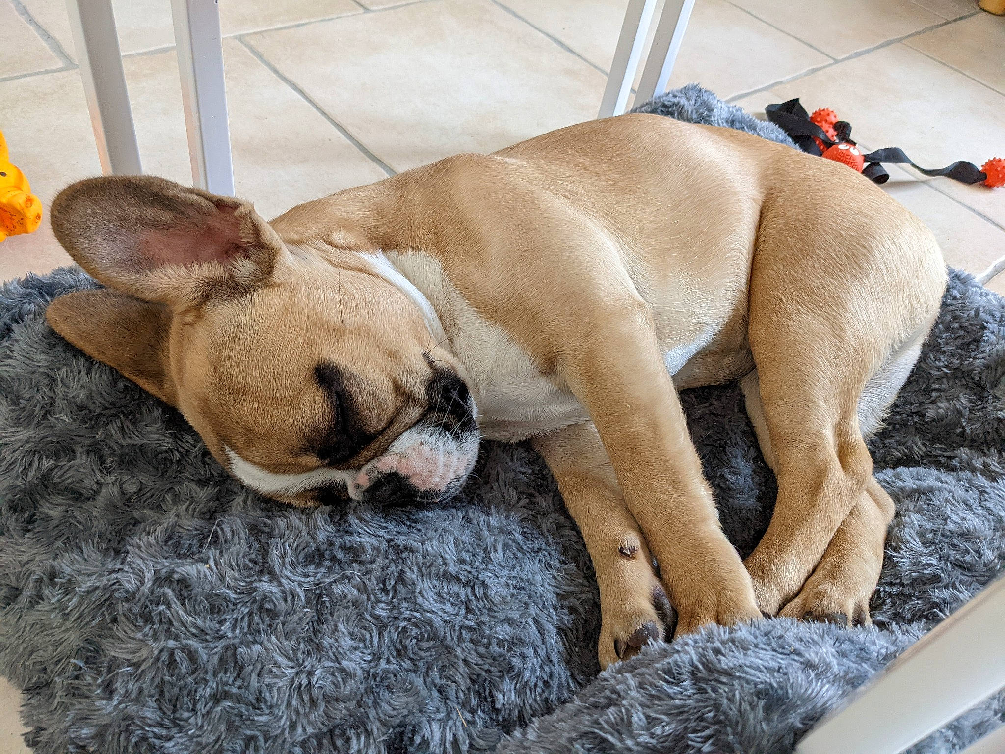 Sierra participe au concours pour gagner de l'argent avec cette photo : ball, bulldog, canidae, carnivore, comfort, companion_dog, dog, dog_breed, ear, fawn, fur, paw, pet_supply, snout, sporting_group, tail, terrestrial_animal, toy_dog, working_animal, wrinkle
