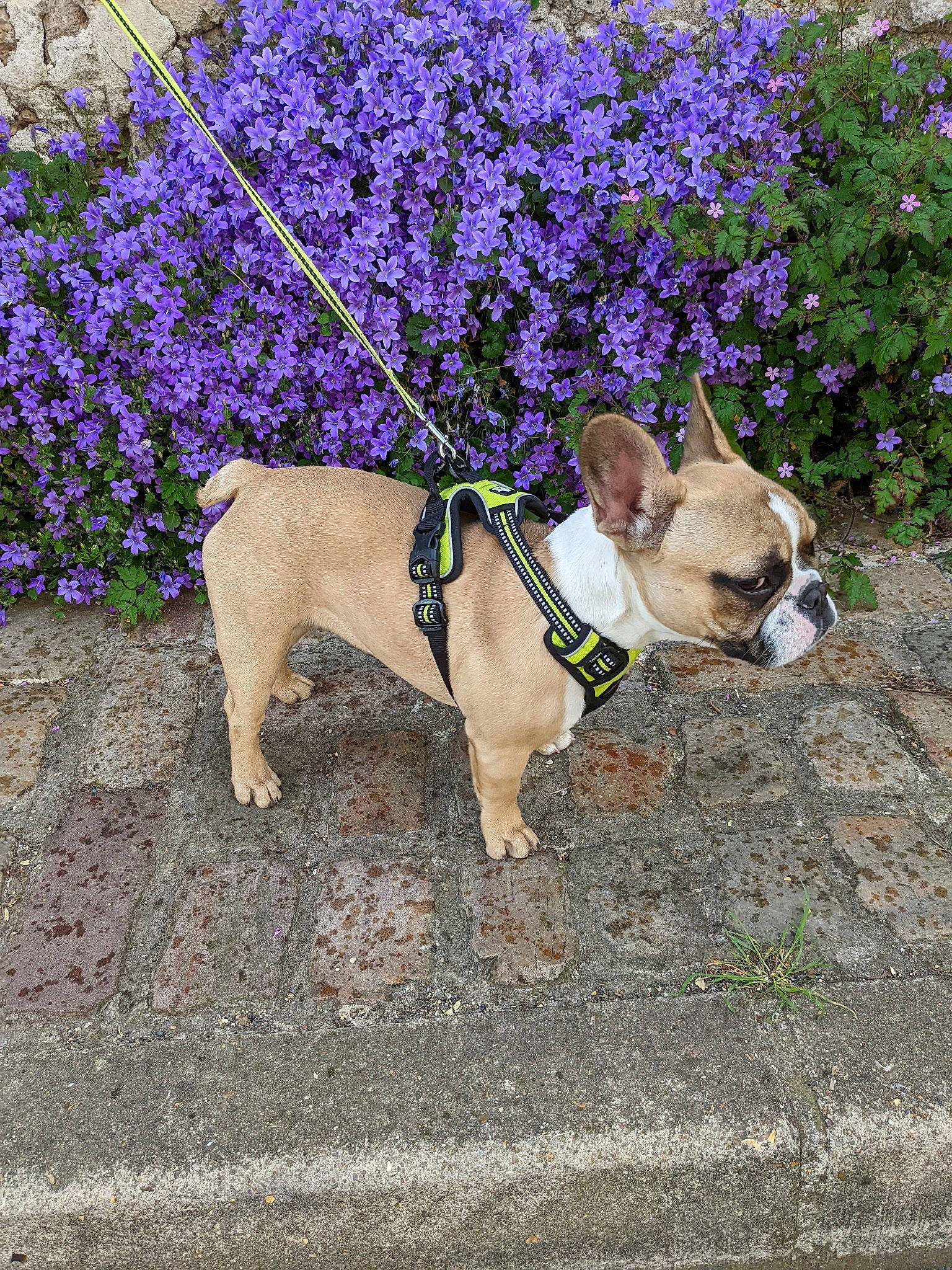 Sierra a rejoint le concours — aidez-le/la à gagner de superbes lots ! bulldog, carnivore, collar, companion_dog, dog, dog_breed, dog_collar, dog_supply, electric_blue, fashion_accessory, fawn, flower, grass, groundcover, leash, pet_supply, plant, snout, sporting_group, working_animal