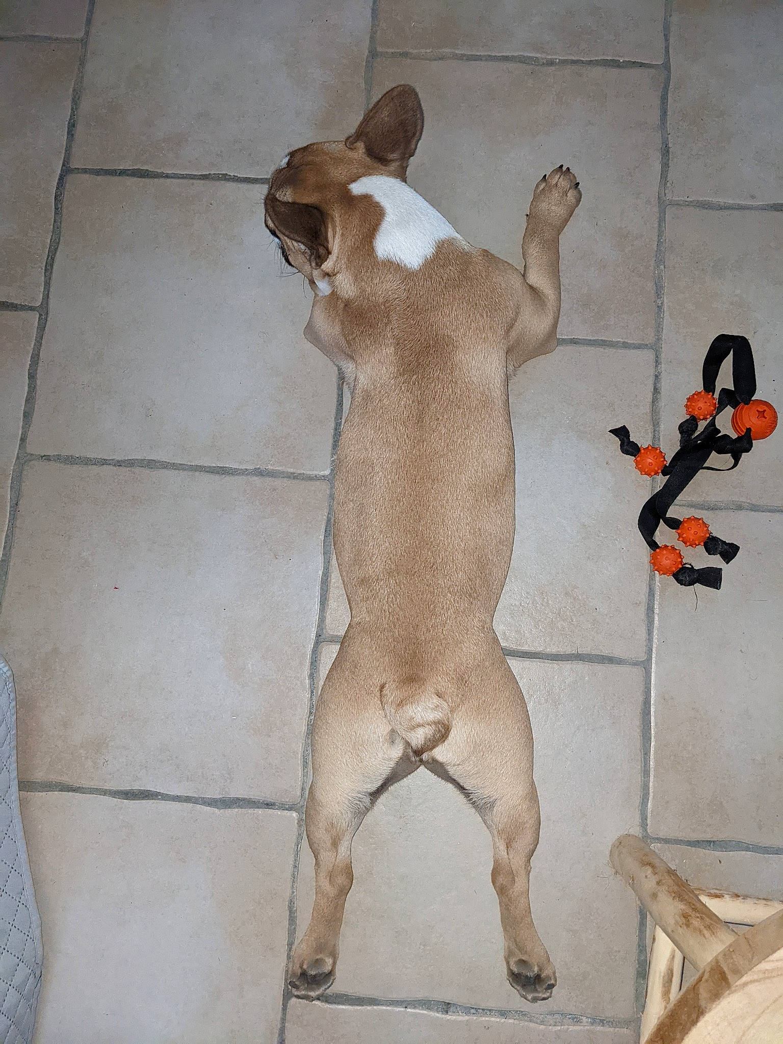 Sierra participe au concours pour gagner de l'argent avec cette photo : art, barechested, carnivore, chest, companion_dog, dog_breed, fawn, felidae, floor, flooring, foot, human_leg, sculpture, snout, tail, thigh, toy, trunk, visual_arts, wood