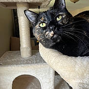 Twinkle is registered to the contest to win money with this photo: cat, tortoiseshell, cat_tree, indoor, pet, animal, feline, fur, whiskers, eyes, relaxed, cozy, close_up, household, soft, curious, resting, mammal, domestic, comfort
