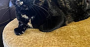 Twinkle joined the competition — help win amazing prizes! alert, animal, cat, claws, couch, cowhide, curious, domestic, feline, furniture, indoor, living_room, ottoman, pattern, pet, pillow, relaxed, tortoiseshell, whiskers, yellow