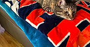 Boots joined the competition — help win amazing prizes! animal_pillow, blanket, blue_ball, cat, colorful, couch, cozy, domestic, feline, floor, fur, home, indoor, leather, living_room, pet, relaxing, resting, tabby_cat, wood_floor