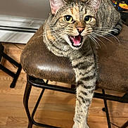 Boots joined the competition — help win amazing prizes! cat, tabby_cat, chair, wooden_floor, indoor, pet, fur, paw, whiskers, mouth_open, feline, animal, domestic_animal, striped, curious, relaxed, claws, sitting, looking, closeup