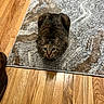 Boots is registered to the contest to win money with this photo: animal, cat, cute, domestic, ears, eyes, feline, floor, flooring, fur, home, indoor, looking, marbled_rug, pet, rug, sitting, tabby, whiskers, wooden_floor