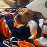 dog, blanket, orange, navy, white, cozy, sleepy, nap, face, pet, indoor, couch, fur, relaxed, comfort, snug, home, animal, resting, closeup