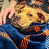 dog, blanket, hand, person, floral_clothing, brown_dog, indoor, cozy, resting, comfort, warm_lighting, fabric, snuggled, portrait, animal, pet, relaxed, closeup, fur, casual