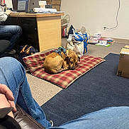 Joey joined the competition — help win amazing prizes! dog, blanket, office, jeans, laptop, desk, bag, box, floor, person, sitting, sleeping, plaid, casual, indoor, carpet, papers, relaxed, workspace, cord