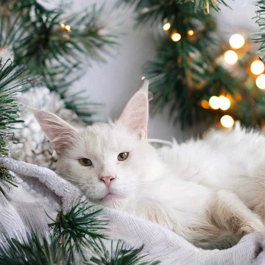 Theo is registered to the contest to win money with this photo: abyssinian, angora, animal, cat, christmas, christmasdecorations, christmastree, christmastreeornaments, conifer, festival, fir, kitten, pet, pine, plant, tree