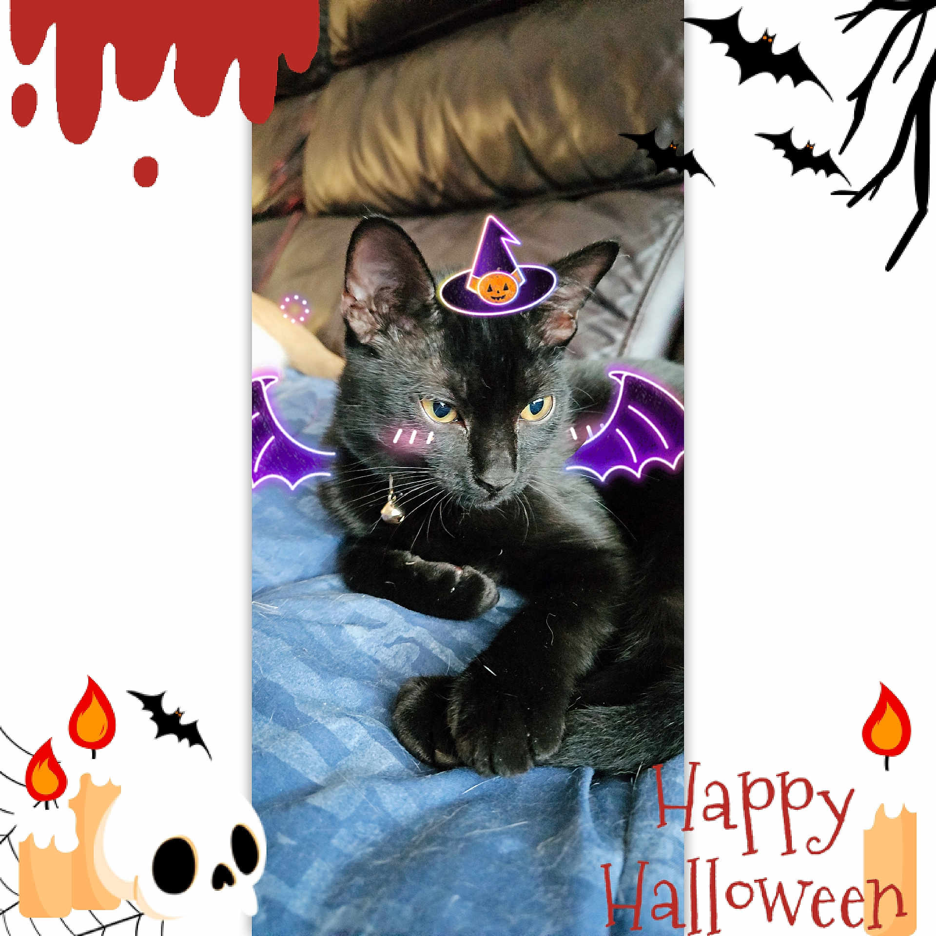 Luna joined the competition — help win amazing prizes! abyssinian, animal, art, blackcat, book, cat, clothing, collage, comics, couch, envelope, furniture, greetingcard, hat, kitten, mail, manx, partyhat, pet, publication