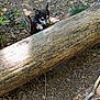 dog, forest, log, leaves, nature, outdoor, small_dog, curious, wood, ground, tree, bark, branch, sunlight, shadow, animal, pet, leaf_litter, canine, wilderness