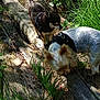 dog, small_dog, forest, trail, grass, wooden_plank, outdoor, sunlight, nature, pet, canine, sniffing, greenery, daylight, animal, walking, exploring, leash, harness, wood