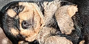 Vik participe au concours pour gagner de l'argent avec cette photo : puppy, sleeping, dog, fur, cute, animal, pet, resting, closeup, young, nose, paw, black_fur, brown_fur, cozy, soft, indoor, adorable, peaceful, lying_down