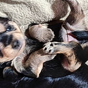 Alia participe au concours pour gagner de l'argent avec cette photo : puppy, dog, animal, pet, cute, sleeping, fur, closeup, blanket, cozy, small, young, domestic_animal, mammal, resting, adorable, laying, black_and_tan, paw, canine