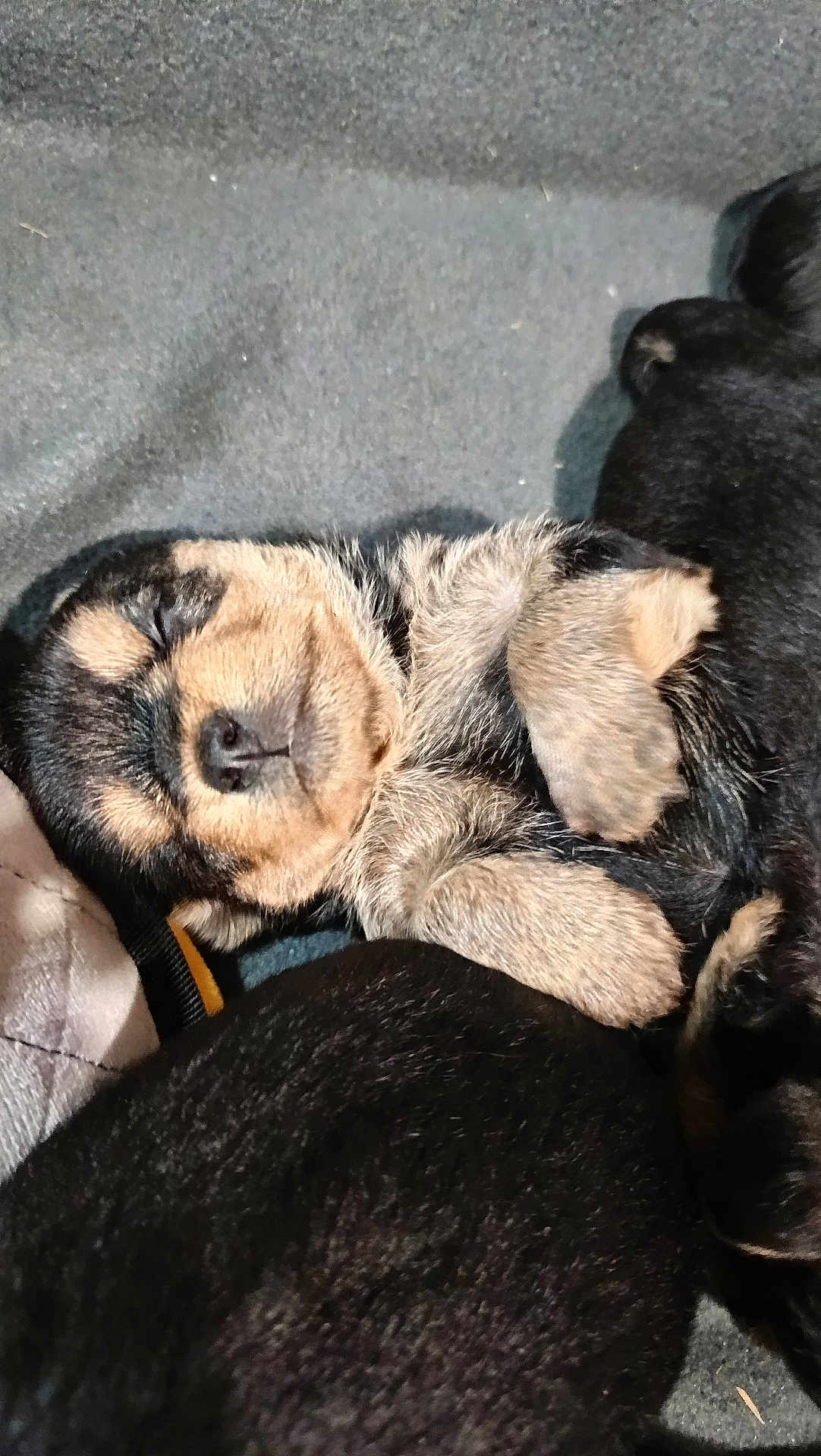 Alia participe au concours pour gagner de l'argent avec cette photo : puppy, sleeping, dog, fur, cute, animal, pet, resting, closeup, young, nose, paw, black_fur, brown_fur, cozy, soft, indoor, adorable, peaceful, lying_down