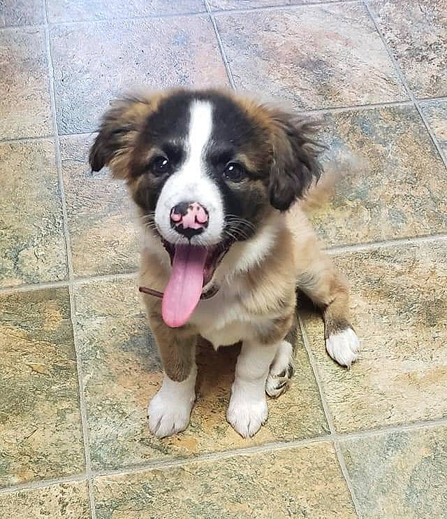 Abby joined the competition — help win amazing prizes! ancient_dog_breeds, canidae, carnivore, companion_dog, dog, dog_breed, fang, flooring, fur, herding_dog, miniature_australian_shepherd, moscow_watchdog, paw, plant, snout, sporting_group, street_dog, toy_dog, whiskers, working_dog