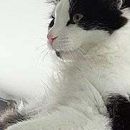 Louna participe au concours pour gagner de l'argent avec cette photo : cat, black_and_white, fur, animal, pet, whiskers, close_up, side_view, cute, domestic_cat, mammal, indoor, feline, soft, portrait, calm, relaxed, fluffy, ears, nose