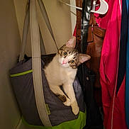 Henny joined the competition — help win amazing prizes! cat, tote_bag, closet, hanging, curious, indoor, jacket, bag, storage, pet, feline, curled_up, domestic_animal, fur, whiskers, eyes, head, paws, cozy, cute
