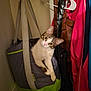 cat, tote_bag, closet, hanging, curious, indoor, jacket, bag, storage, pet, feline, curled_up, domestic_animal, fur, whiskers, eyes, head, paws, cozy, cute