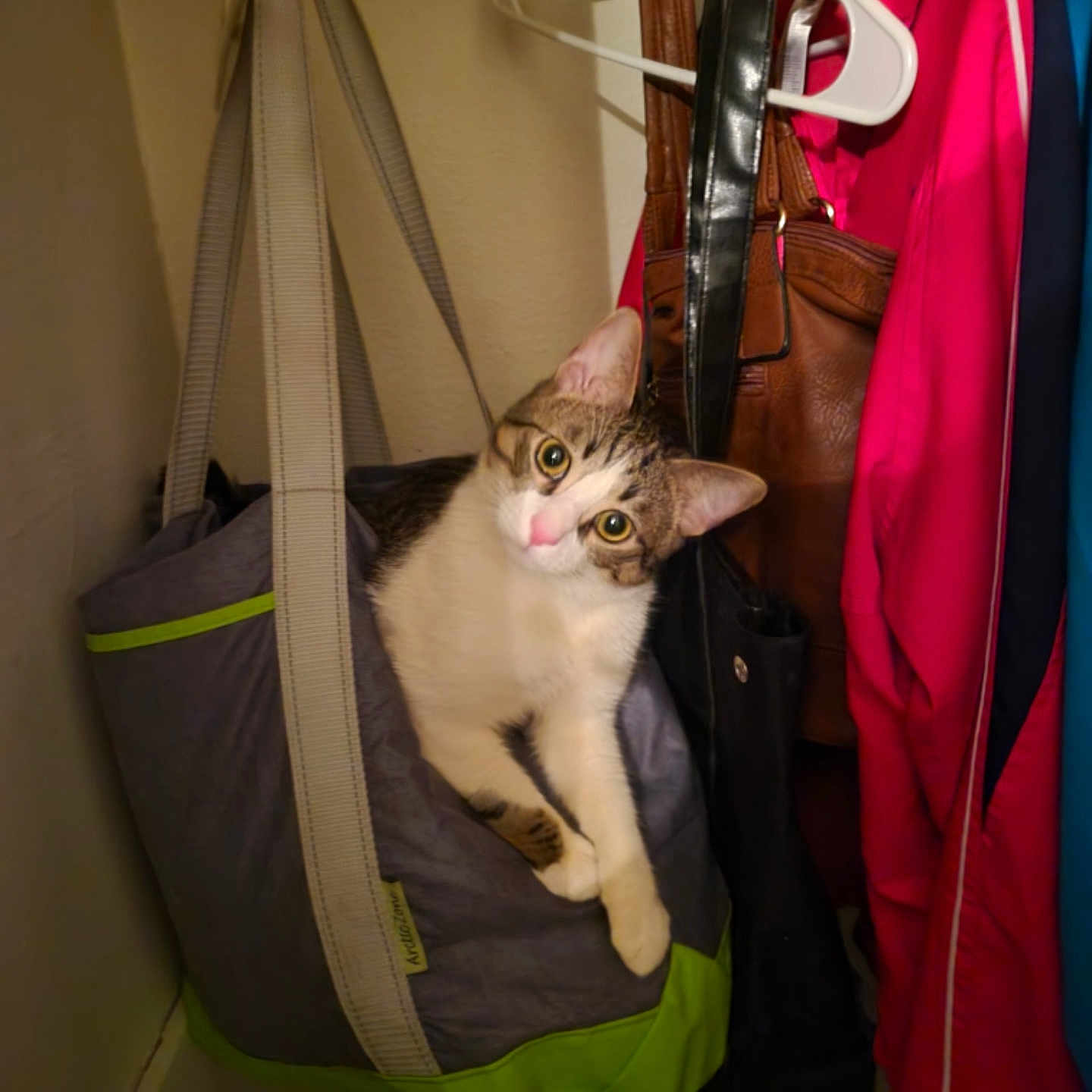 Henny joined the competition — help win amazing prizes! bag, cat, closet, cozy, curious, curled_up, cute, domestic_animal, eyes, feline, fur, hanging, head, indoor, jacket, paws, pet, storage, tote_bag, whiskers