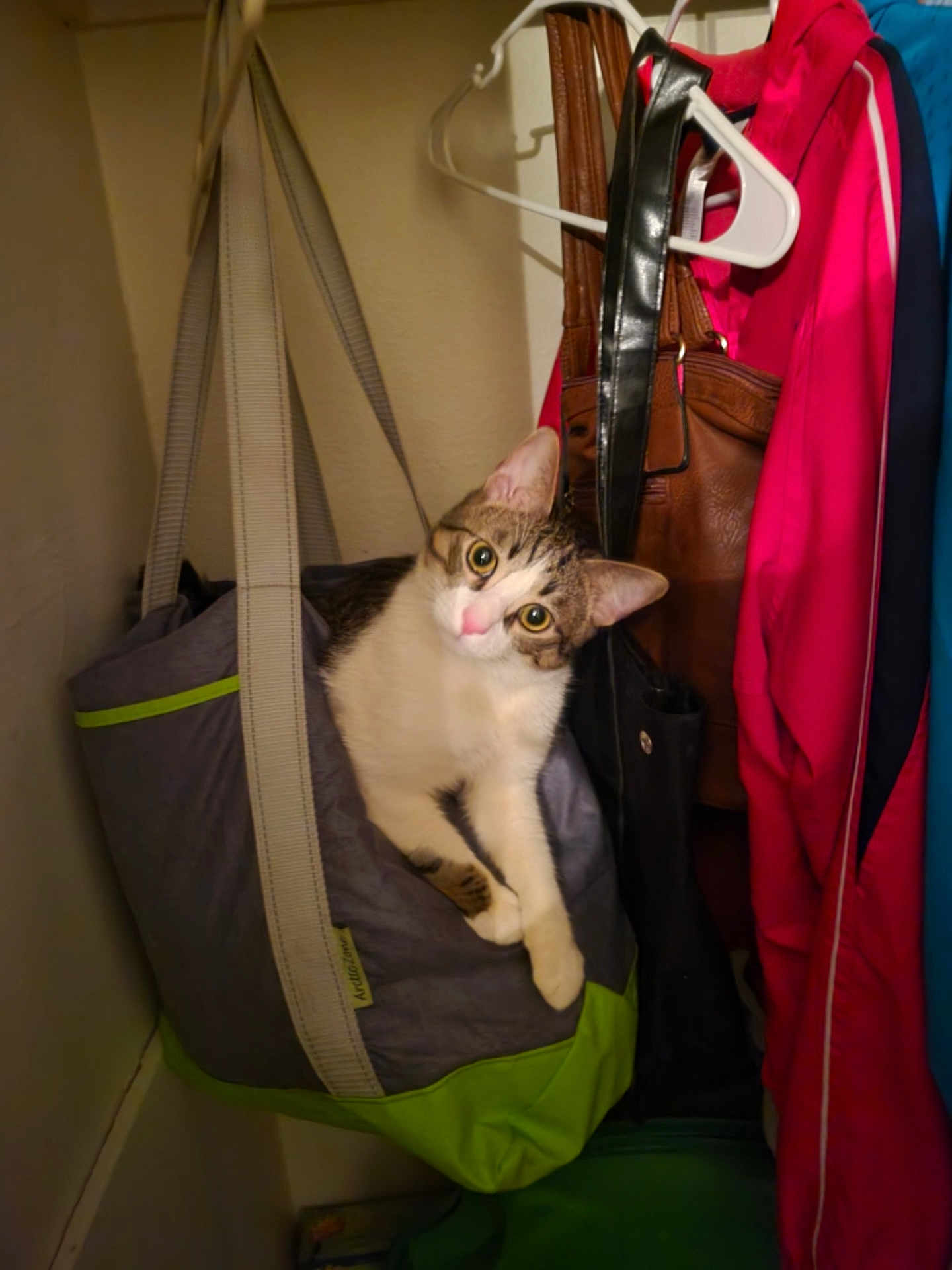 Henny joined the competition — help win amazing prizes! cat, tote_bag, closet, hanging, curious, indoor, jacket, bag, storage, pet, feline, curled_up, domestic_animal, fur, whiskers, eyes, head, paws, cozy, cute