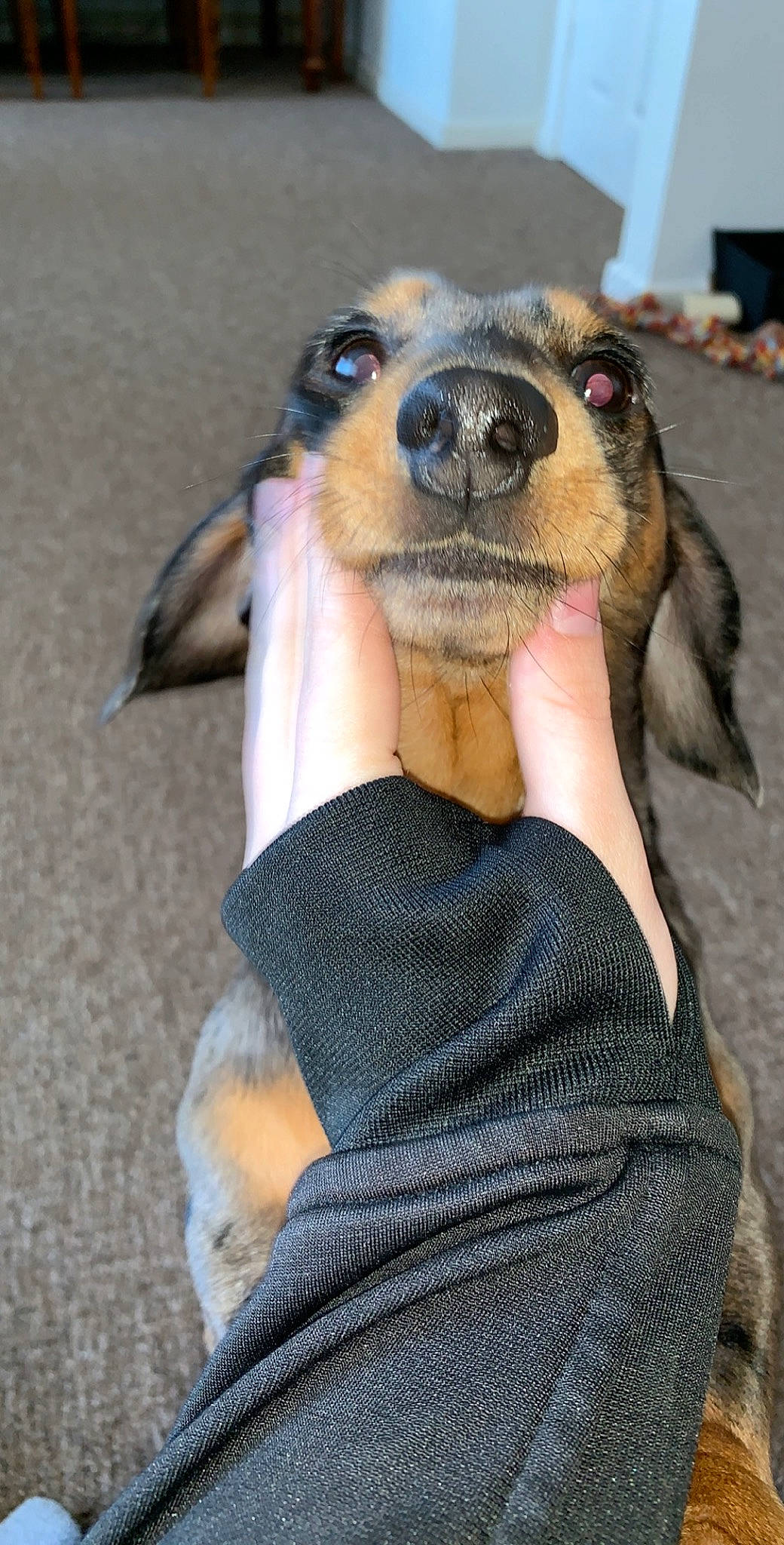 Clark joined the competition — help win amazing prizes! beagle, canidae, carnivore, companion_dog, dog, dog_breed, mammal, puppy, snout, vertebrate