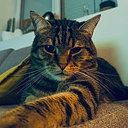 Pumba participe au concours pour gagner de l'argent avec cette photo : animal, cat, close_up, couch, cozy, feline, furniture, home, indoor, living_room, mammal, paw, pet, plant, portrait, relaxed, striped, tabby, whiskers, window