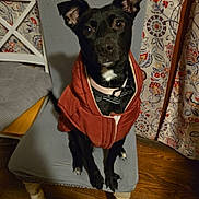 Willow is registered to the contest to win money with this photo: dog, black_dog, pet, jacket, collar, chair, cushion, indoor, wooden_floor, curtains, patterned_curtains, sitting, looking_up, ears_up, domestic_animal, house, furniture, floor, portrait, animal