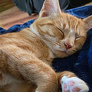 Nala is registered to the contest to win money with this photo: cat, ginger_cat, sleeping, paw, pet, close_up, indoor, feline, fur, cozy, resting, animal, cute, whiskers, pink_paw_pads, relaxation, domestic_cat, soft_texture, blanket, nap