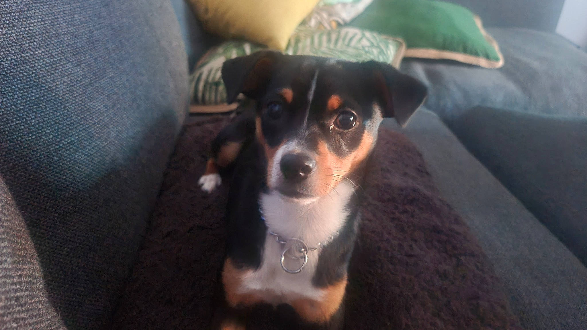 Buzz is registered to the contest to win money with this photo: canidae, carnivore, companion_dog, dog, dog_breed, irishjacks, puppy, small_terrier, sporting_group, terrier, toy_dog, whiskers, working_animal, working_dog