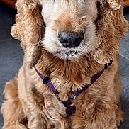 Hanna participe au concours pour gagner de l'argent avec cette photo : dog, golden_retriever, pet, indoor, fur, harness, sitting, close_up, animal, canine, cute, brown, curly_fur, floor, looking, portrait, domestic_animal, ears, snout, eyes