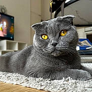 Olympe participe au concours pour gagner de l'argent avec cette photo : cat, scottish_fold, gray_fur, golden_eyes, pet, animal, indoor, rug, furniture, living_room, floor, relaxed, closeup, whiskers, cute, domestic_cat, portrait, laying_down, cozy, house