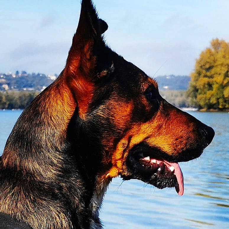 Bayron a rejoint le concours — aidez-le/la à gagner de superbes lots ! biting, canidae, carnivore, cloud, companion_dog, dog, dog_breed, german_shepherd_dog, guard_dog, herding_dog, lake, rottweiler, sky, snout, sporting_group, terrestrial_animal, tree, water, working_animal, working_dog