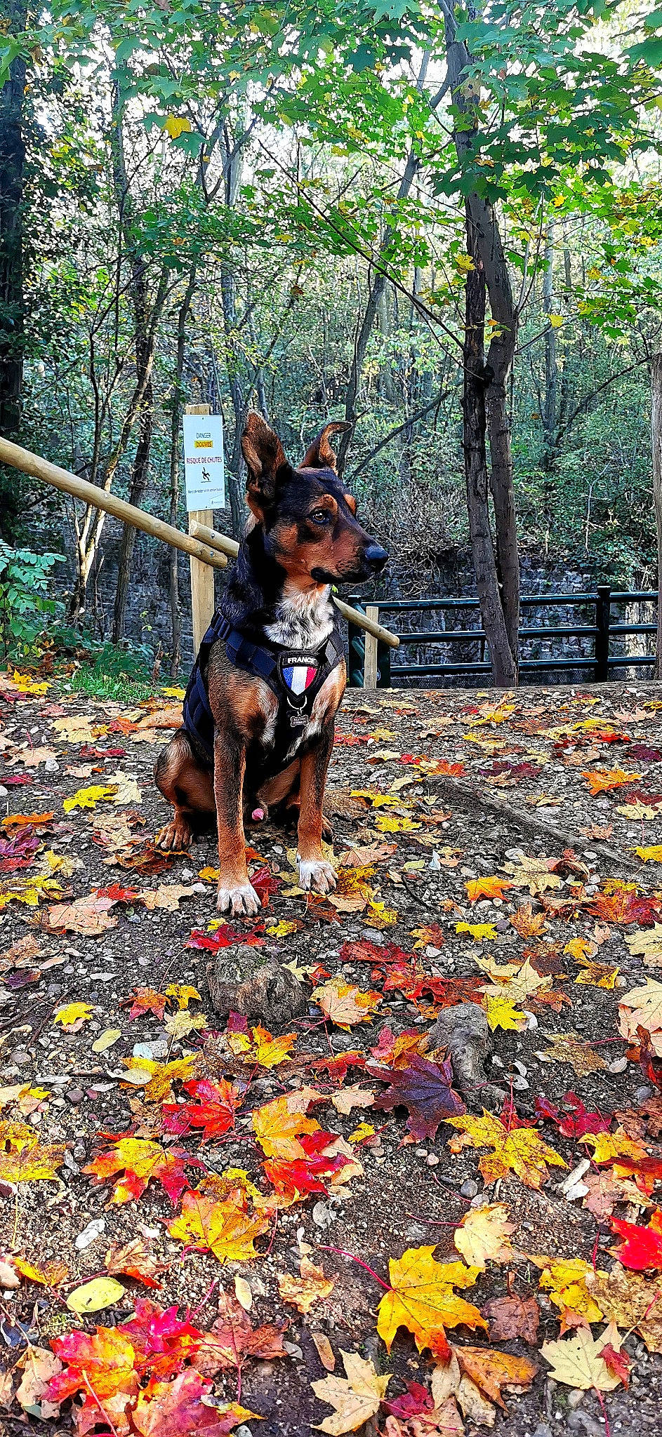 Bayron a rejoint le concours — aidez-le/la à gagner de superbes lots ! carnivore, companion_dog, deciduous, dog, dog_breed, dog_supply, fence, forest, grass, groundcover, guard_dog, leaf, northern_hardwood_forest, plant, prazsky_krysarik, tail, temperate_broadleaf_and_mixed_forest, tree, wood, woodland