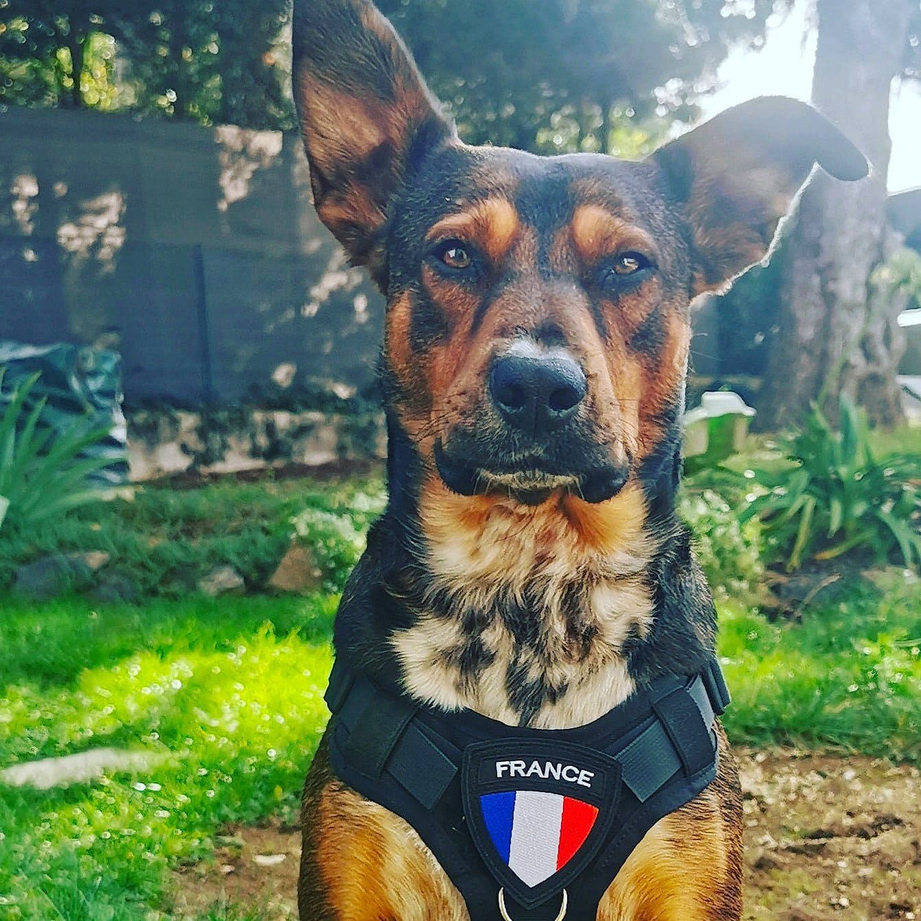 Bayron a rejoint le concours — aidez-le/la à gagner de superbes lots ! canidae, carnivore, collar, companion_dog, dog, dog_breed, dog_clothes, dog_collar, dog_supply, fawn, grass, guard_dog, herding_dog, leash, plant, snout, sporting_group, tree, whiskers, working_animal