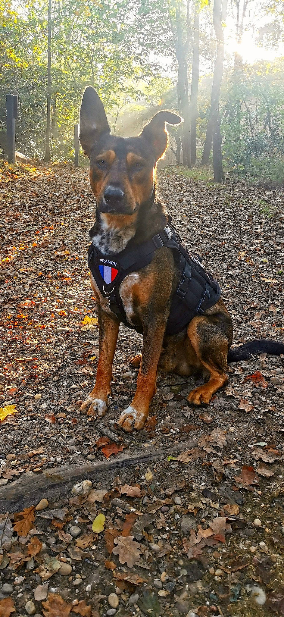 Bayron participe au concours pour gagner de l'argent avec cette photo : canidae, carnivore, collar, companion_dog, dog, dog_breed, east_european_shepherd, fawn, forest, guard_dog, hunting_dog, plant, snout, sporting_group, tail, tree, walking, woodland, working_animal, working_dog