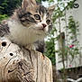 Mia participe au concours pour gagner de l'argent avec cette photo : kitten, cat, animal, pet, tree_stump, wood, outdoor, nature, greenery, feline, young_cat, fur, whiskers, curious, close_up, background_blur, screenshot, mobile_app, interface, text_overlay