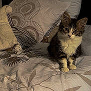 Mia a rejoint le concours — aidez-le/la à gagner de superbes lots ! kitten, cat, bed, pillow, indoor, pet, animal, fur, cute, small, curious, feline, domestic, resting, young, whiskers, ears, sitting, cozy, home