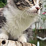 kitten, cat, feline, fluffy, whiskers, tree_stump, wood, outdoor, nature, greenery, blurred_background, pet, young_animal, closeup, portrait, curious, small_paws, soft_fur, daylight, animal