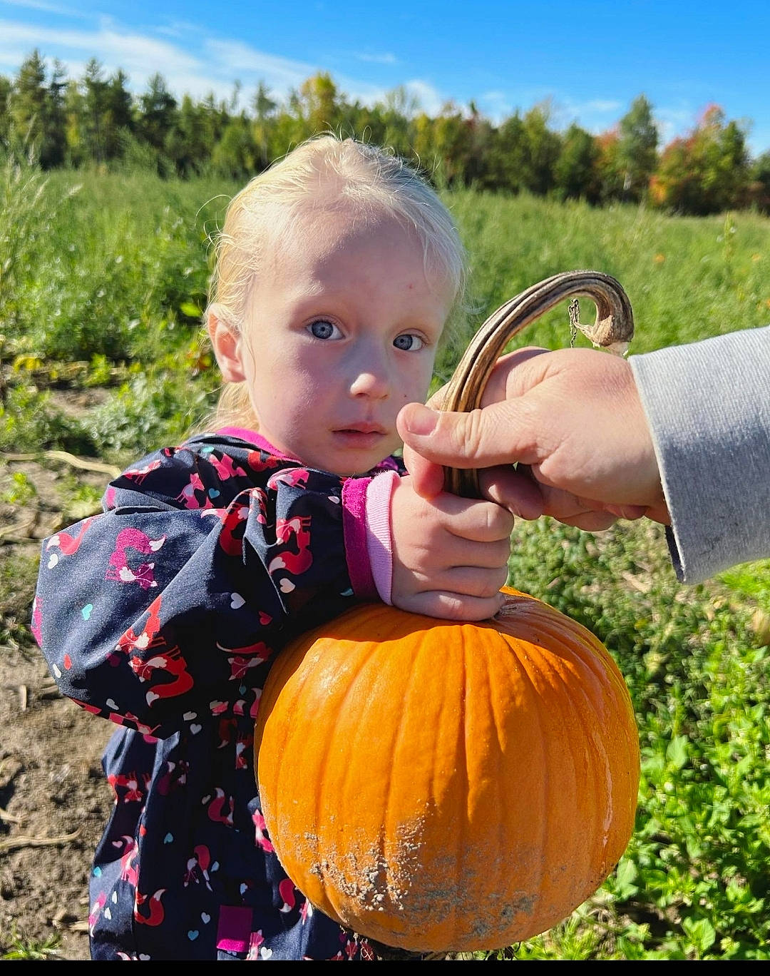 Victoria joined the competition — help win amazing prizes! calabaza, cloud, cucurbita, face, gourd, grass, happy, leaf, natural_foods, nature, people, people_in_nature, person, plant, pumpkin, sky, squash, toddler, tree, vegetable
