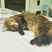 Baebae is registered to the contest to win money with this photo: cat, tabby_cat, fluffy_cat, sleeping_cat, pet, bed, blanket, pillow, paw, tail, fur, whiskers, indoor, bedroom, dresser, wicker_basket, cozy, relaxed, nap, soft