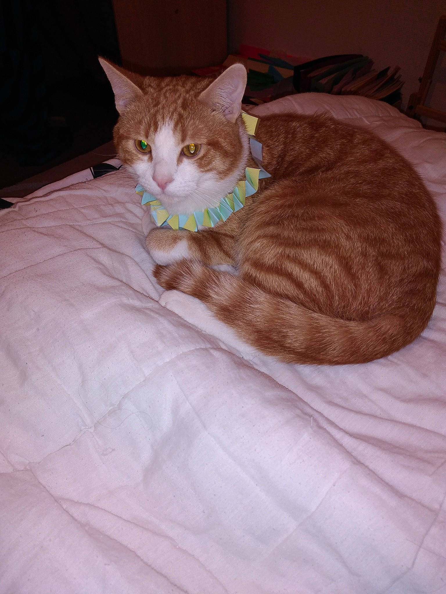 Scoubidou participe au concours pour gagner de l'argent avec cette photo : bed, bedding, carnivore, cat, comfort, couch, domestic_short_haired_cat, eye, fawn, felidae, foot, fur, human_leg, linens, room, small_to_medium_sized_cats, tail, textile, whiskers, wood